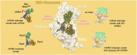 Graphical Abstract
