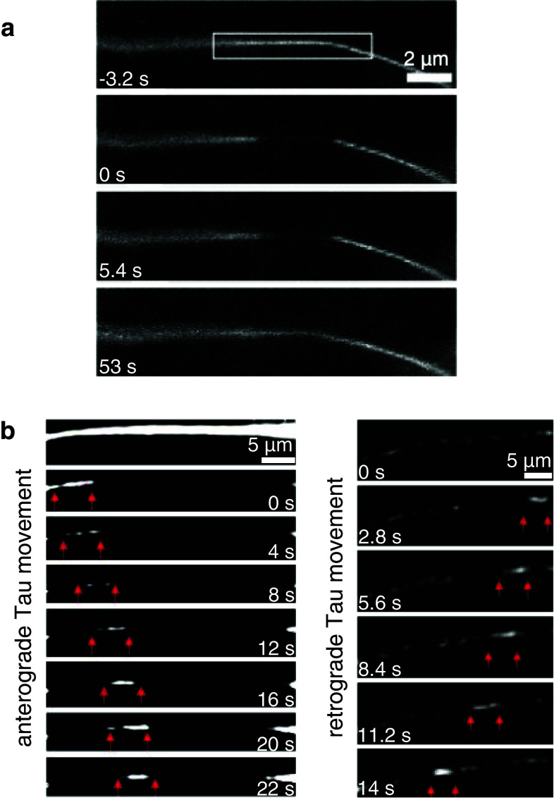 Fig. 2