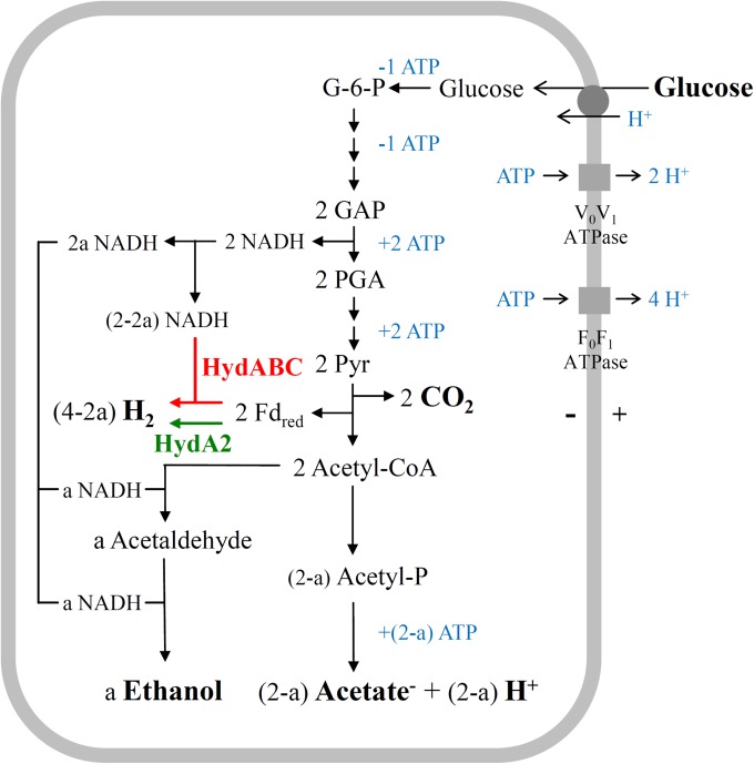 FIG 6