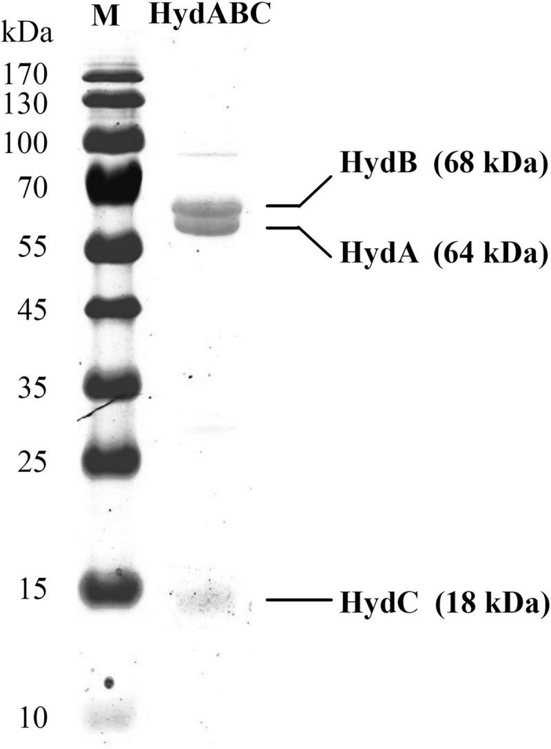 FIG 3