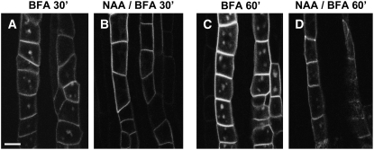 Figure 9.