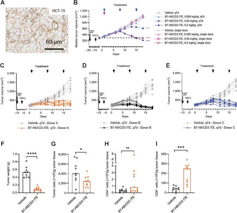 Figure 3. B7-H6/CD3 ITE monotherapy induces antitumor activity in human HCT-15 xenograft tumor bearing PBMC humanized in vivo mouse model. B7-H6 IHC (A), dose and schedule dependency (B). Each datapoint represents the median of 8 animals. C–E, Donor dependency of antitumor activity of B7-H6/CD3 ITE. Each datapoint represents 1 animal. Flow cytometry analysis of HCT-15 xenograft tumors (PBMC donor A) on day 18, tumor weight (F), number of tumor cells (G), number of CD4+ T cells (H), and CD8+ T cells per gram tumor tissue (I). Each datapoint represents on animal, bars represent the median. ****, P < 0.0001; ***, P < 0.001; **, P < 0.01; *, P < 0.05.