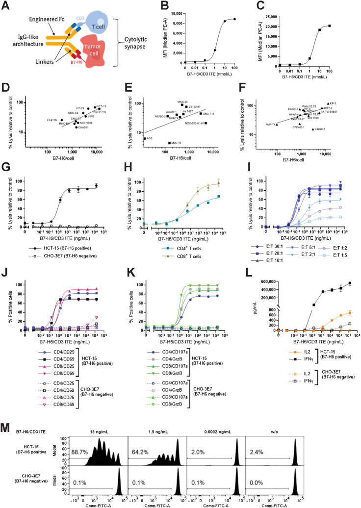 Figure 2. In vitro mode of action of B7-H6/CD3 ITE. A, Schematic graphic of B7-H6/CD3 ITE. Binding to HCT-15 (B) and T cells (C). Each datapoint represents a single measurement. Correlation of B7-H6 cell surface density and B7-H6/CD3 ITE-induced lysis of 10 colorectal (D), 10 gastric (E), and 14 pancreatic cancer (F) cell lines incubated with T cells in a ratio of 1:10 in presence of 1.5 μg/mL B7-H6/CD3 ITE for 72 hours. G–M, Human T cells and B7-H6–positive HCT-15 cells or B7-H6–negative CHO-3E7 cells were cocultivated in presence of increasing concentrations of B7-H6/CD3 ITE for 72 hours. G, B7-H6 dependency of B7-H6/CD3 ITE-induced cell lysis [effector to target cell ratio (E:T) 10:1]. H, B7-H6/CD3-induced lysis of HCT-15 cells by CD4+ and CD8+ T cells (E:T 10:1). I, E:T ratio dependency of B7-H6/CD3 ITE-induced lysis of HCT-15 cells. J, B7-H6 dependency of B7-H6/CD3 ITE-induced upregulation of CD25 and CD69 on CD4+ and CD8+ T cells (E:T 10:1). K, B7-H6 dependency of B7-H6/CD3 ITE-induced upregulation of extracellular CD107a and intracellular granzyme B (GrzB) in CD4+ and CD8+ T cells (E:T 10:1). L, B7-H6 dependency of B7-H6/CD3 ITE-induced secretion of IL2 and IFNγ by T cells (E:T 10:1). M, B7-H6 dependency of B7-H6/CD3 ITE-induced proliferation of T cells (E:T 10:1) after 6 days of coculture. Each datapoint represents a single measurement. G, H, I, and L, Each datapoint represents the mean of duplicates, error bars represent the SD. J and K, Each datapoint represents data from duplicates which were pooled for the flow cytometry analysis.