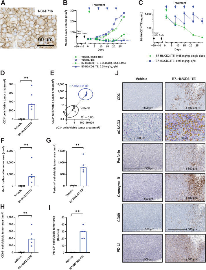 Figure 4. B7-H6/CD3 ITE monotherapy induces antitumor activity and modulation of tumor-infiltrating T cells in human NCI-H716 xenograft tumor-bearing T cell–humanized in vivo mouse model. B7-H6 IHC (A), antitumor activity (each datapoint represents the median of 9 animals; B), pharmacokinetic profile (C; each datapoint represents the mean of 3 animals, error bars represent the SD. E–J, IHC analysis of NCI-H716 xenograft tumors on day 2 for CD3 (D), cC3 (purple; E) and CD3 (yellow), GrzB (F), perforin (G), CD69 (H), and PD-L1 (I). J, Representative IHC stainings. D and F–I, Each datapoint represents 1 animal, bars represent the median, ****, P < 0.0001; ***, P < 0.001; **, P < 0.01; *, P < 0.05.