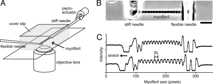 Fig. 1.