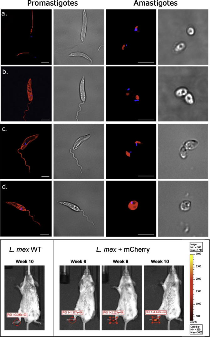 Fig. 1