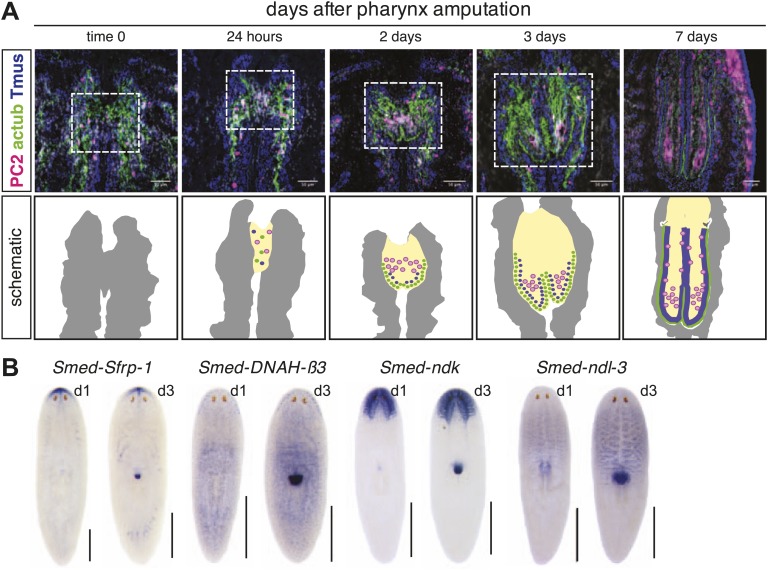 Figure 1—figure supplement 1.