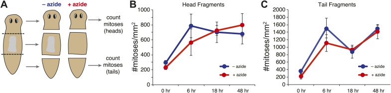 Figure 1—figure supplement 2.