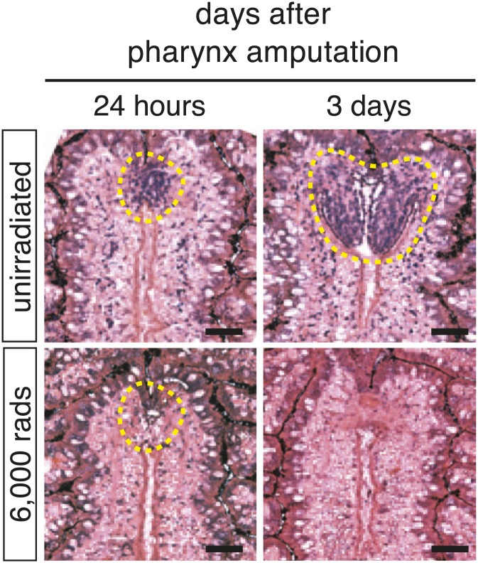 Figure 2—figure supplement 1.