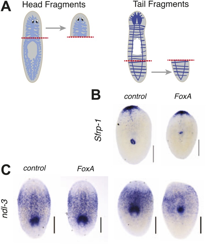 Figure 4—figure supplement 1.