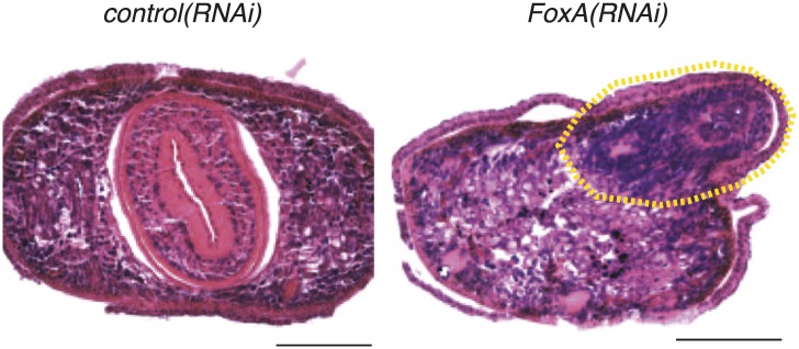 Figure 6—figure supplement 1.