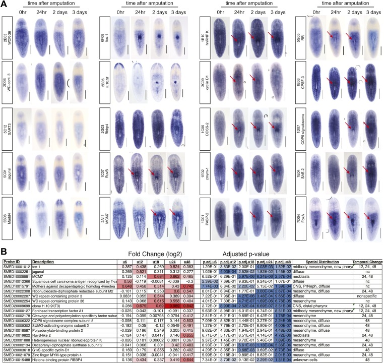 Figure 3—figure supplement 1.