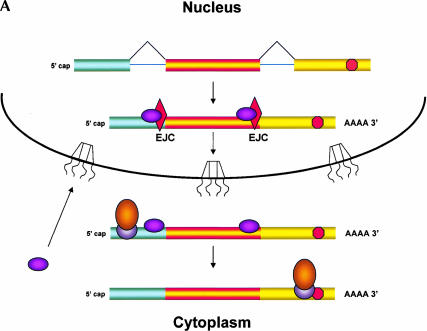 FIGURE 1.