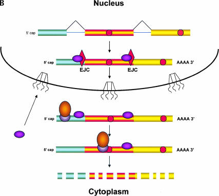 FIGURE 1.