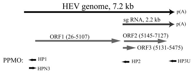 Fig.1