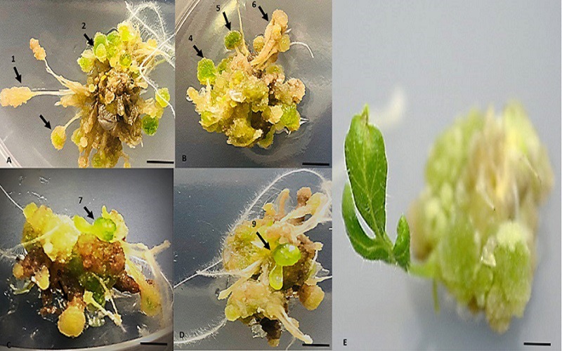 Fig 4