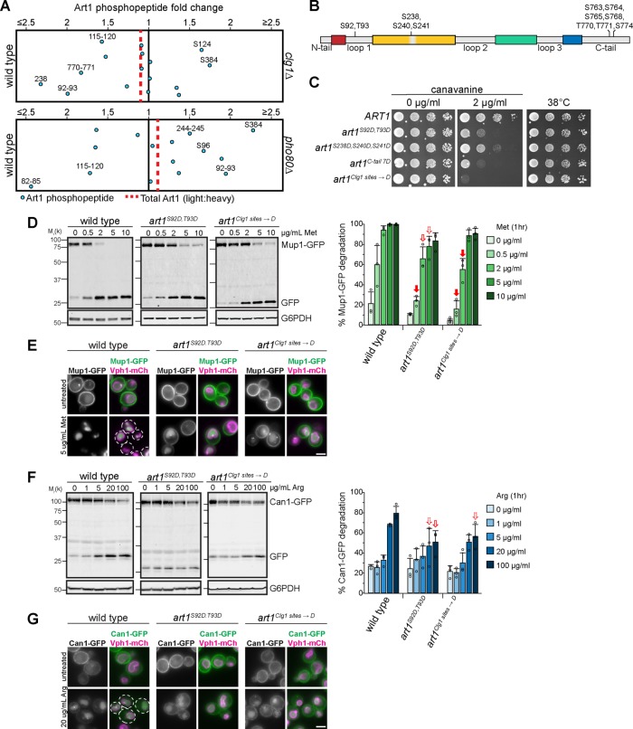 FIGURE 6: