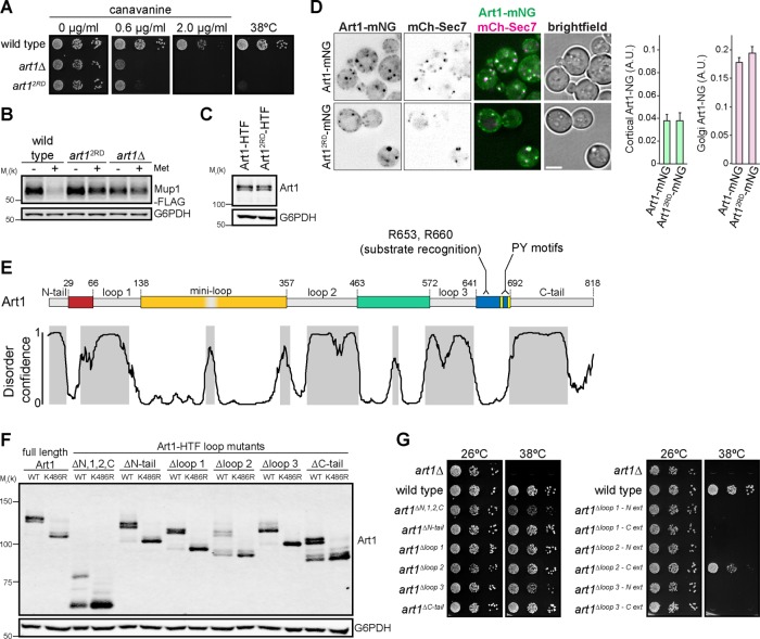 FIGURE 1: