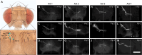 Figure 4—figure supplement 3.