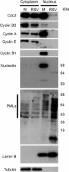 Fig. 11.