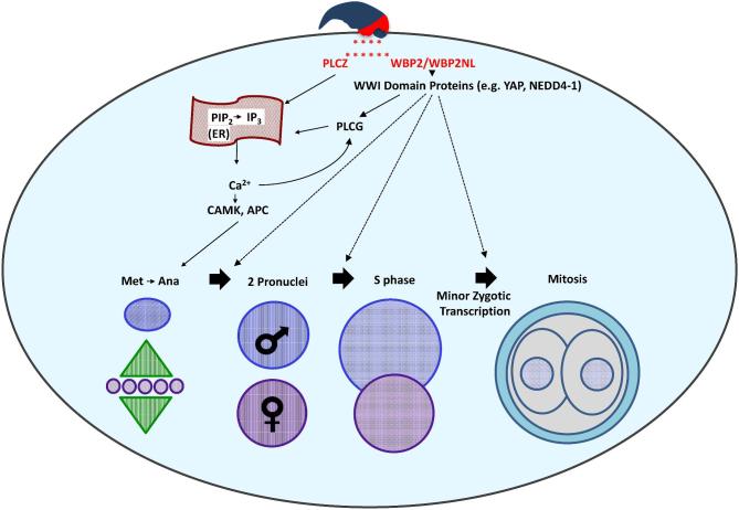 Figure 11.