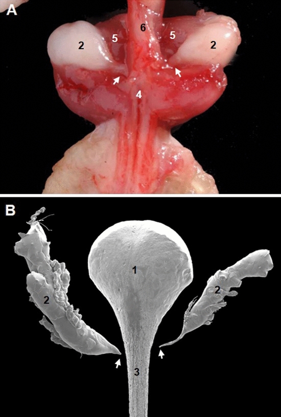 Fig. 7