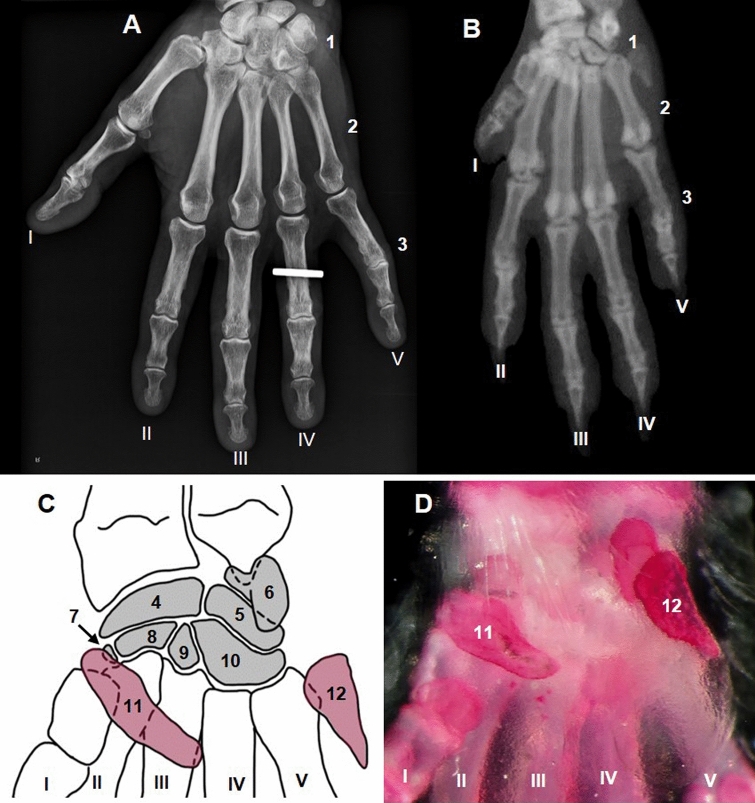 Fig. 8