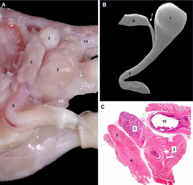 Fig. 6