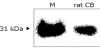 Fig. (2)
