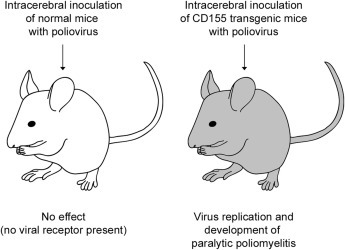 Figure 4.3