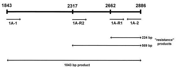 FIG. 1