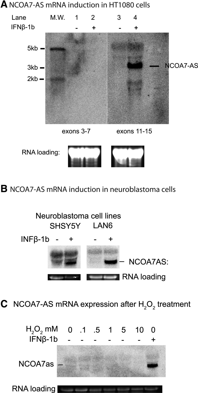 FIG. 5.