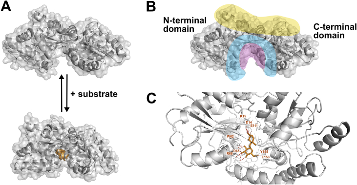 Fig. 2