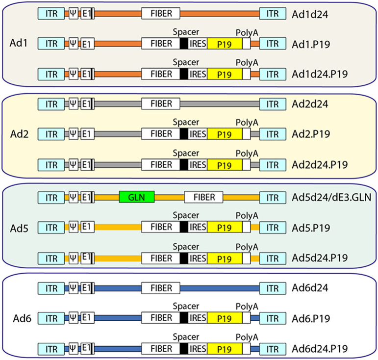 Figure 1. Generation of eight OAds. Two groups of OAds were generated: 1, OAds containing the 24-bp deletion in the adenoviral early region E1A; 2, OAds with the 24-bp deletion as (1) and/or in addition express the RNAi inhibitor P19. The P19 is under the control of the major late promoter and is connected to the fiber via a spacer and an IRES and the SV40 polyadenylation signal (polyA). IRES: internal ribosome entry site, ITR: invert terminal repeat, 4: packaging signal.