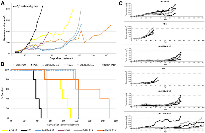 Figure 6. P19-expressing oncolytic Ad based on serotypes C 1, 2, 5, and 6 show higher potency in vivo compared with H101. Mice (n = 5 per treatment group) with preestablished A549 tumors (approximately 150 mm3) were intratumorally injected with 4 × 1010 vp of H101 or P19-expressing OAd based on serotypes C 1, 2, 5, and 6. A summary of the results of a single independent experiment is shown. A, Mean tumor volumes according to treatment group. The difference between the Ad2d24.P19, Ad6d24.P19 and the H101 group is significant at 55 days (P < 0.005). While all tumors eventually regrew, tumor regrowth was delayed in Ad1d24.P19. B, Kaplan–Meier survival plot using the day when tumors reached a volume of 500 mm3 or when mice had to be sacrificed due to tumor ulceration as endpoints. C, Individual animals and tumor growth kinetics in the different groups.