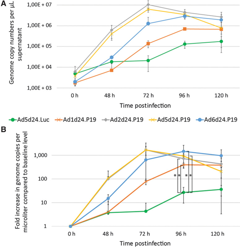 Figure 5. P19 expressing viruses show enhanced replication rates in vitro. A, Virus particle production: Virus DNA copies released into the cell medium per 24 hours at different time points after infection of A549 cells with 10 vp/cell as determined by quantitative PCR of vDNA purified from the cell supernatant. Mean of three biological replicates with n = 3 technical replicates were used. B, Increase in virus genome copy numbers per microliter in relation to the baseline level. Significantly increased numbers of genome copies were detected 96 hours postinfection in cells treated with P19-expressing viruses compared with the control virus. Virus replication dynamics of Ad5dFIPP and Ad2dFIPP were similar. *, P < 0.05. h, hours.