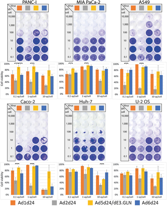 Figure 2. Evaluation of selectively replicating oncolytic viruses based on group C Ad in vitro. Comparison of oncolytic effect of selectively replicating Ad based on Ad 1, 2, 5, and 6 carrying the 24-bp deletion in vitro. To perform an oncolysis assay, cancer cell lines representing different primary solid tumors were infected and stained after 5 to 7days. Representative slides are displayed. Oncolytic effect was quantified by measuring intensity and is displayed as cell viability 5 to 7 days after infection with different vp per cell ratios. Ad2-based oncolytic viruses showed significantly improved oncolytic effect in all cell lines except U2-OS. In PANC-I cells Ad 6 showed significantly enhanced oncolytic effect compared with Ad5. *, P < 0.05. Mean of three biological replicates per group is shown.