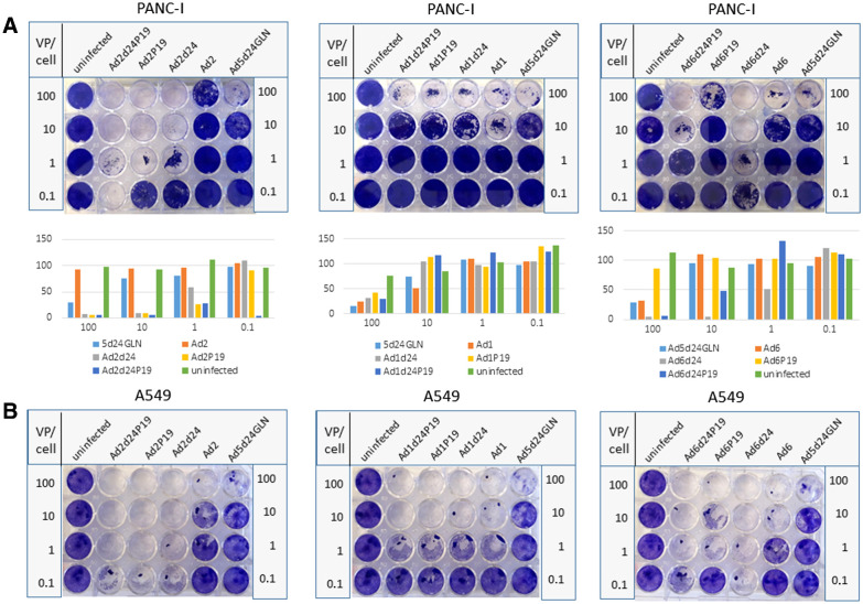 Figure 4. The oncolytic effect in vitro is vector-type– and cell line–dependent. Comparison of oncolytic effect in vitro of selectively replicating Ad based on Ad 1, 2, and 6 carrying the 24-bp deletion and/or encoding P19. As controls, respective WT viruses (Ad1, Ad2, Ad6) and an Ad5-based vector carrying the 24-bp deletion were explored. Uninfected cells were used as negative control. To perform an oncolysis assay, PANC-I cell (A) and A549 cells (B) were infected at different viral particle numbers per cell (VP/cell) and stained after 4 to 7 days. Representative slides are displayed. Oncolytic effect was quantified by measuring intensity and is displayed as cell viability 4 to 7 days after infection. In PANC-I cells, modified Ad2 viruses showed most potent oncolytic activity and the Ad2 OAd containing P19 and 24-bp deletion revealed highest oncolytic potency. In A549 cells, oncolysis potency was cell line– and Ad-type–dependent. One biological replicate is shown.