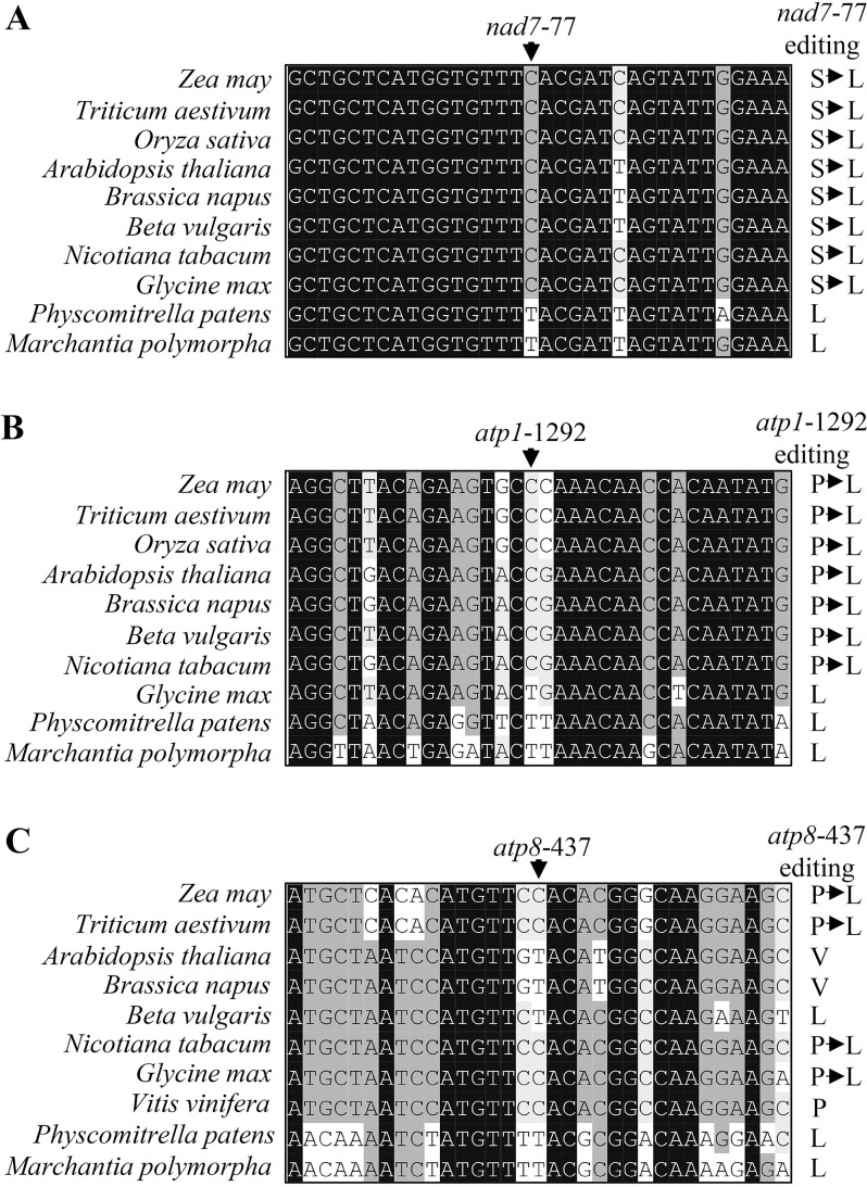 Fig 6