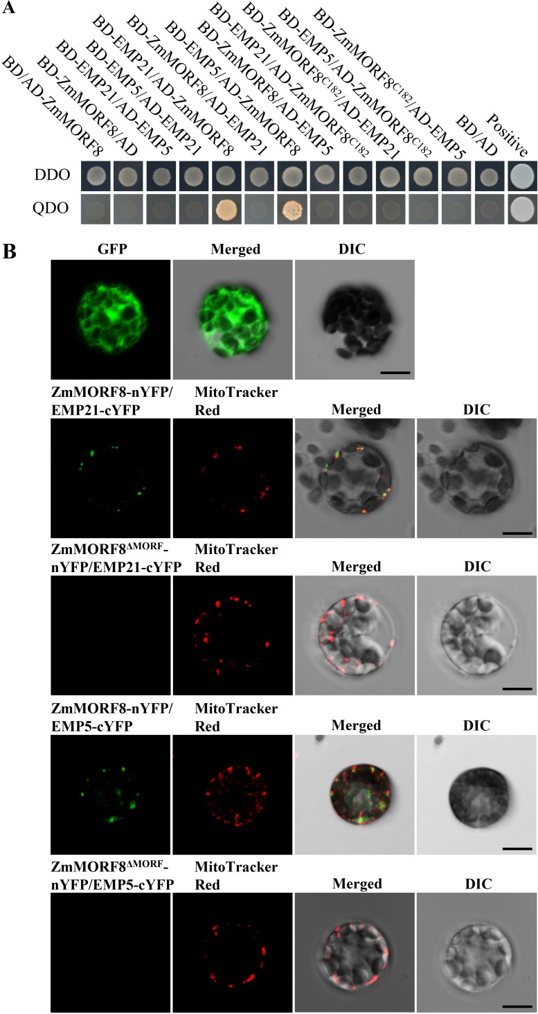 Fig 10