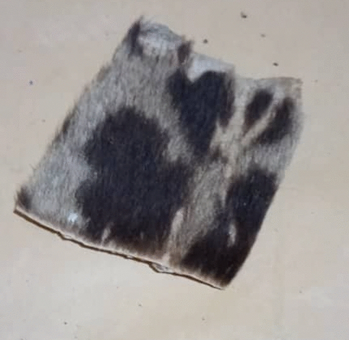 Fig. 12