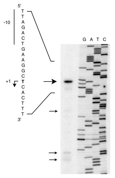 FIG. 2.