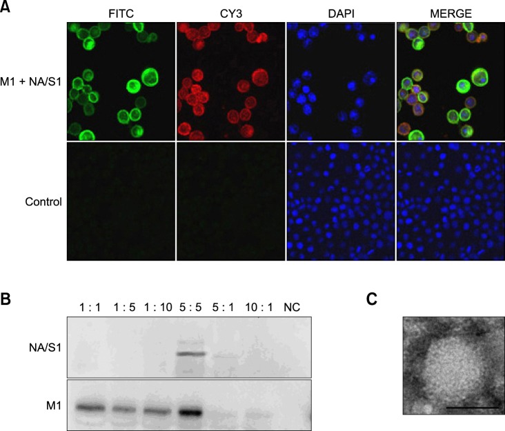 Fig. 2