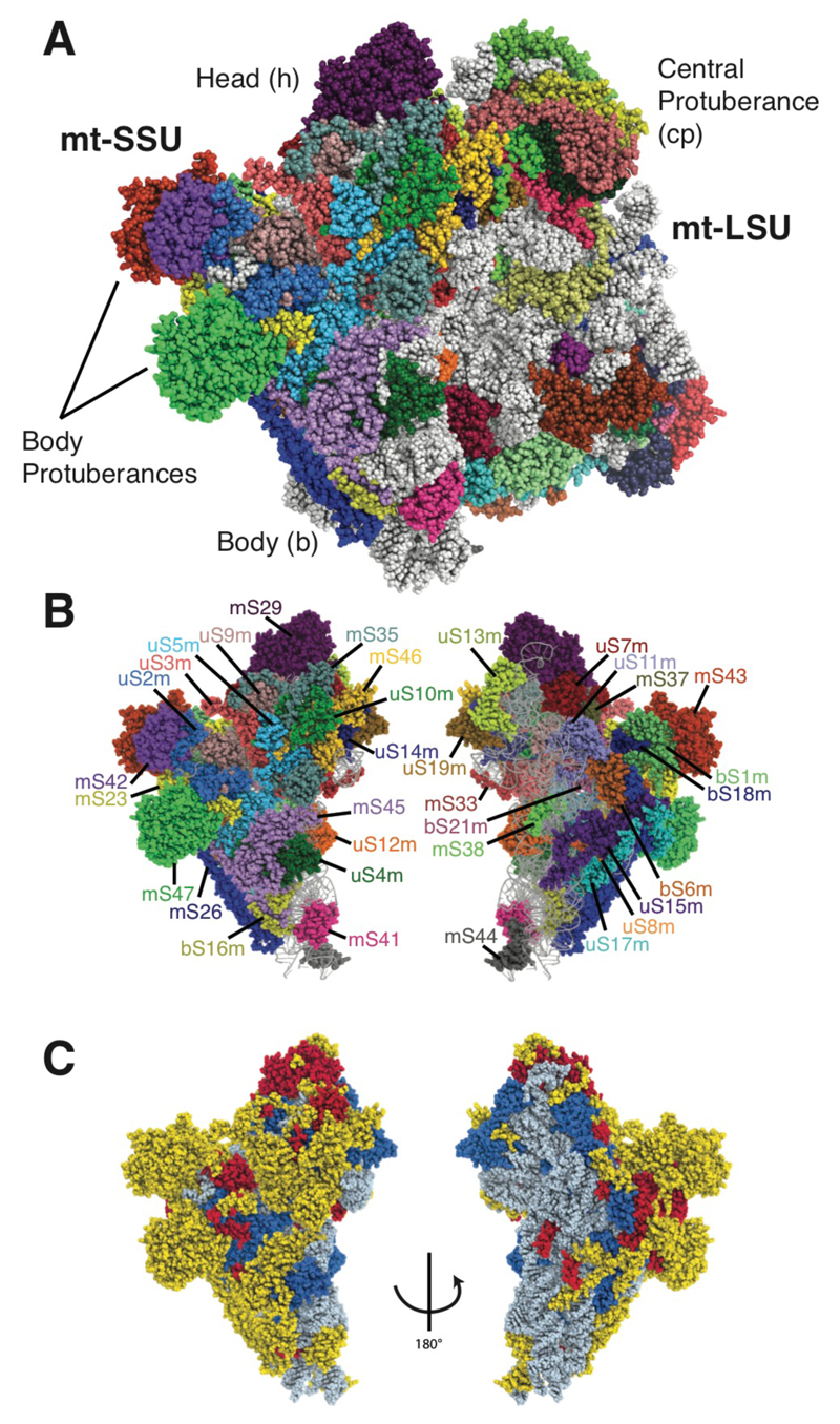 Fig. 1