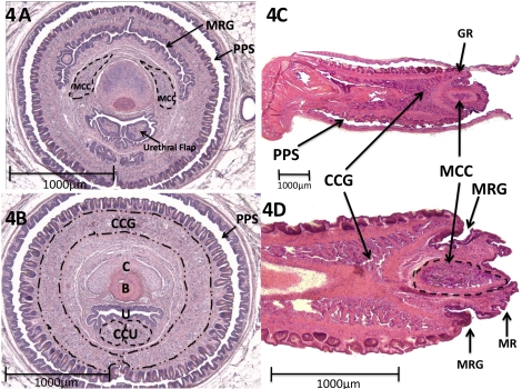 FIG. 4.