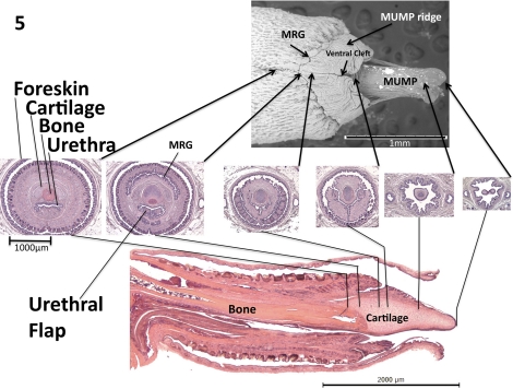 FIG. 5.