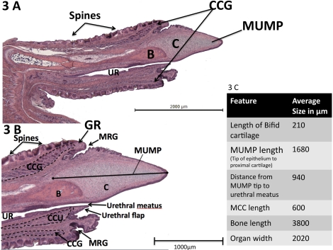 FIG. 3.