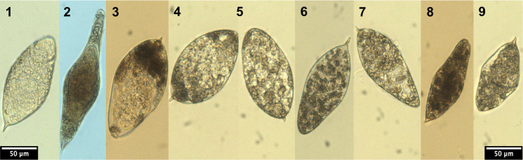 Morphological and genomic characterisation of the Schistosoma hybrid ...