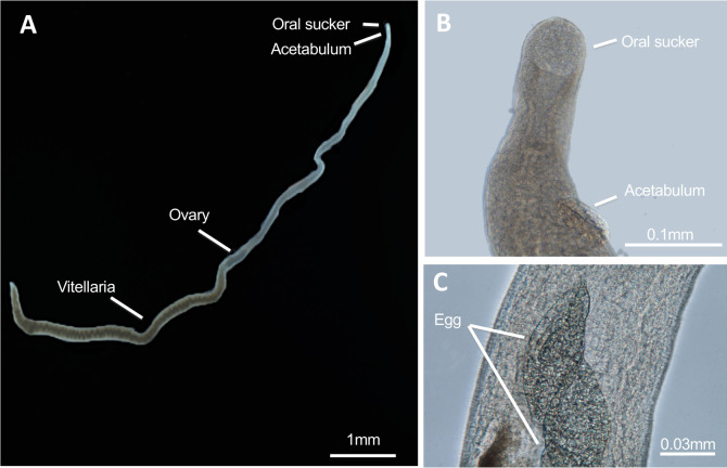 Fig 3