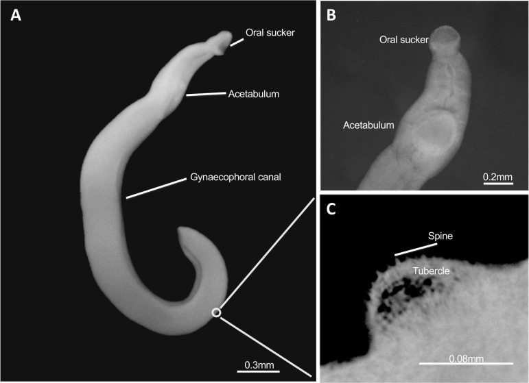 Fig 2